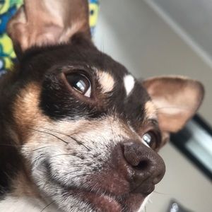 Meet your Posher, Dayaneira